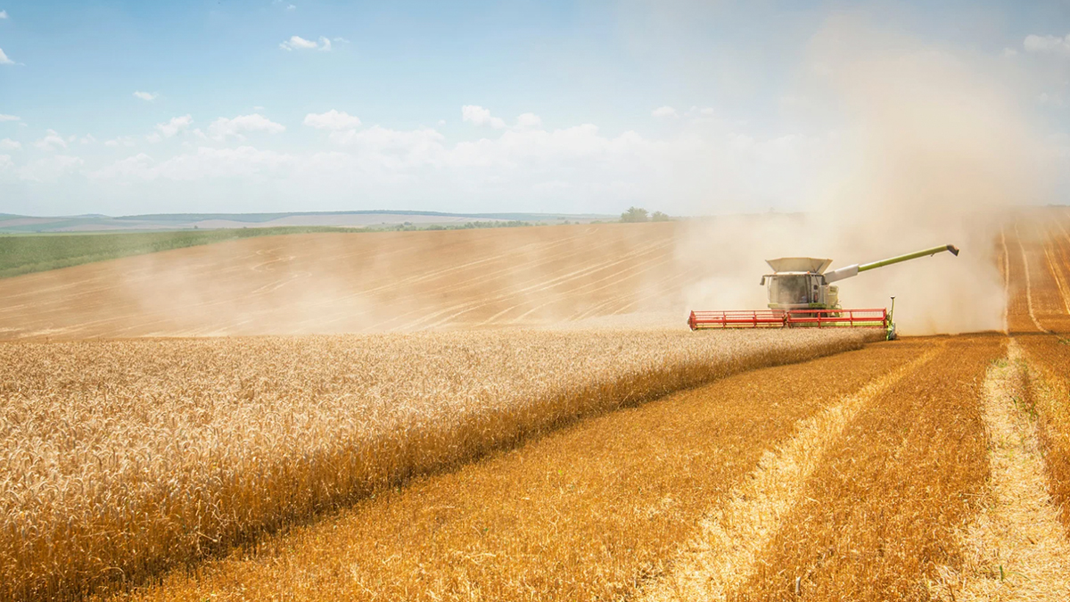 Rural guard watching over a field during harvest season