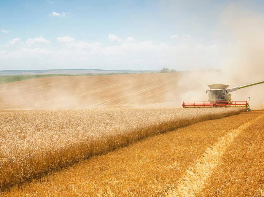 robos campo epoca cosecha